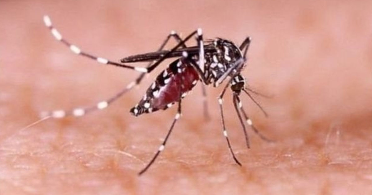 ডেঙ্গুতে ৬ জনের মৃত্যু, হাসপাতালে ১১৯৫ জন