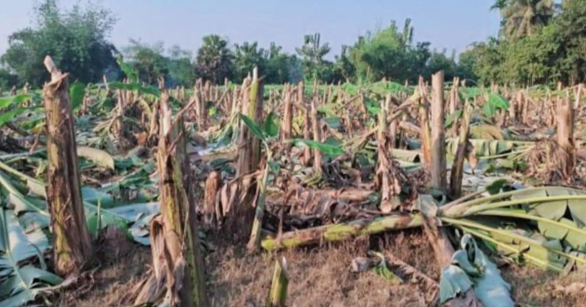 কাপাসিয়ায় রাতের আঁধারে কেটে ফেললো কৃষকের দেড় বিঘা জমির কলা গাছ