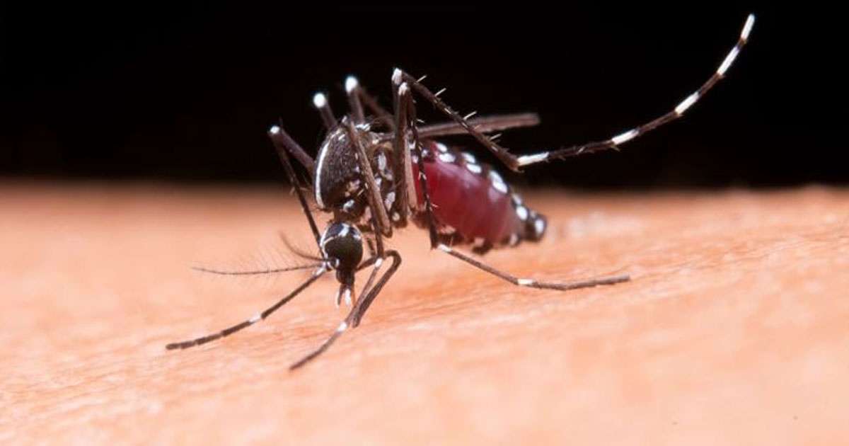 ডেঙ্গুতে একদিনে ৫ মৃত্যু, হাসপাতালে ভর্তি ১১৩৯