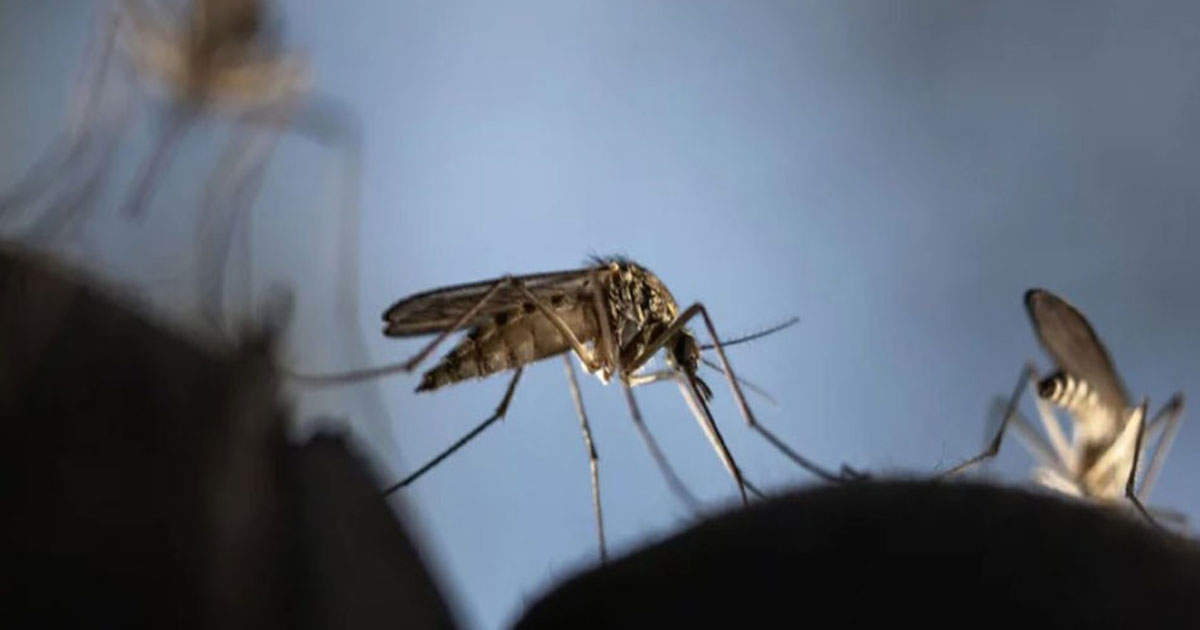 ডেঙ্গুতে ৩ জনের মৃত্যু, হাসপাতালে ভর্তি ৮৩৩