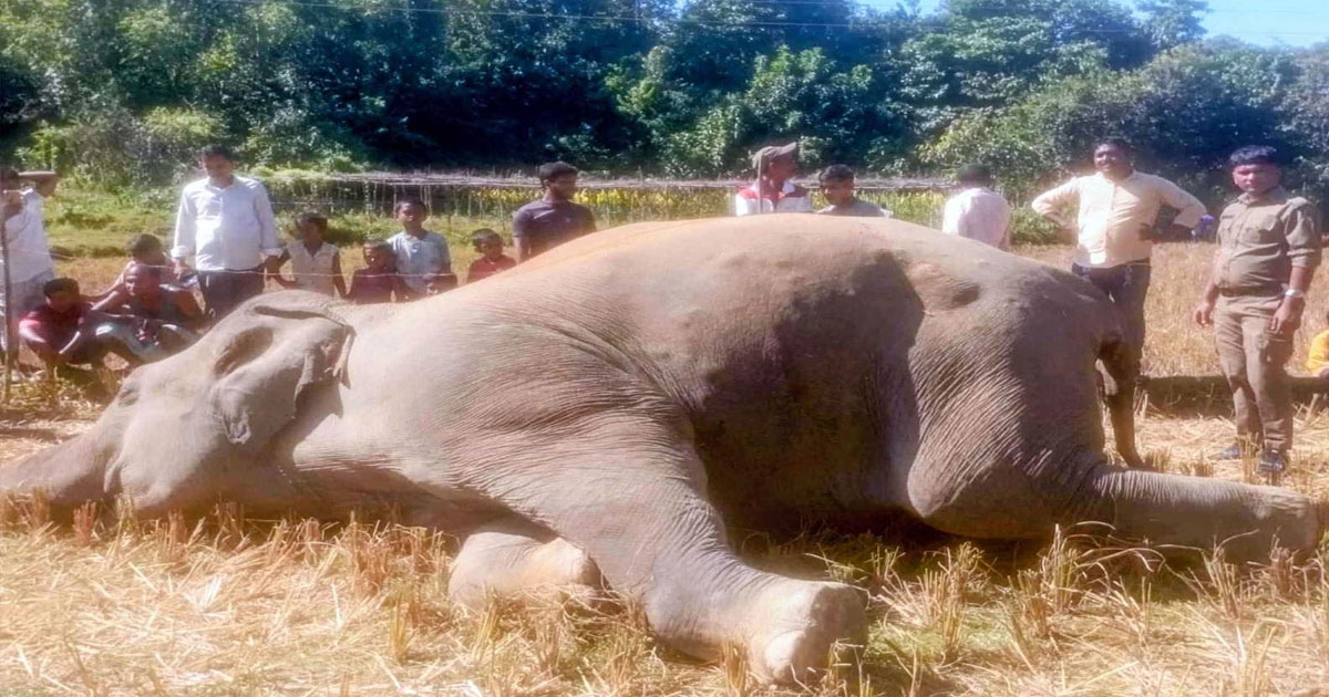 বৈদ্যুতিক ফাঁদ তৈরি করে বন্যহাতি হত্যা!