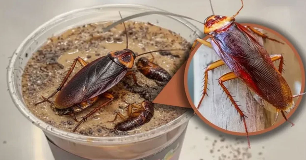 তেলাপোকা-মেশানো এক কাপ কফি ৭০০ টাকা!