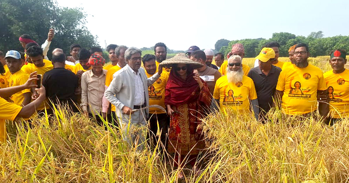 নাটোরের বিএনপি'র প্রার্থীর ধান কাটা কর্মসূচি পালন