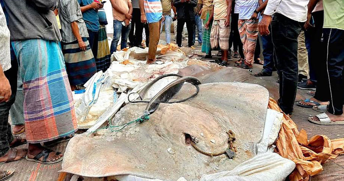 বাউফলে অন্তরা পরিবহন থেকে ১১ মণ শাপলা পাতা মাছ জব্দ