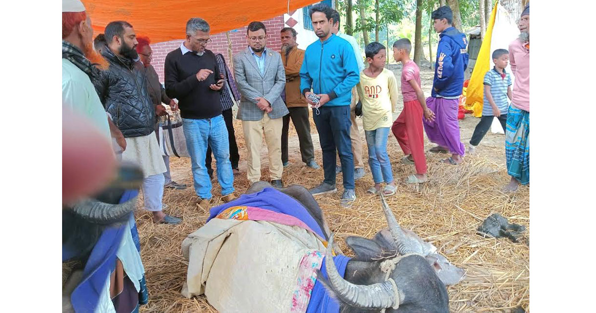 বাউফলে অজ্ঞাত রোগে ৬ মহিষের মৃত্যু: অসুস্থ ১০