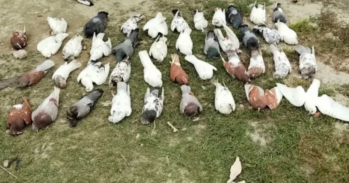 ক্ষেতে বসায় ‘বিষ’ দিয়ে শতাধিক কবুতর হত্যা