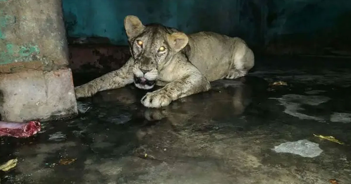 ইনজেকশন দিয়ে খাঁচায় ঢোকানো হলো সিংহীটিকে