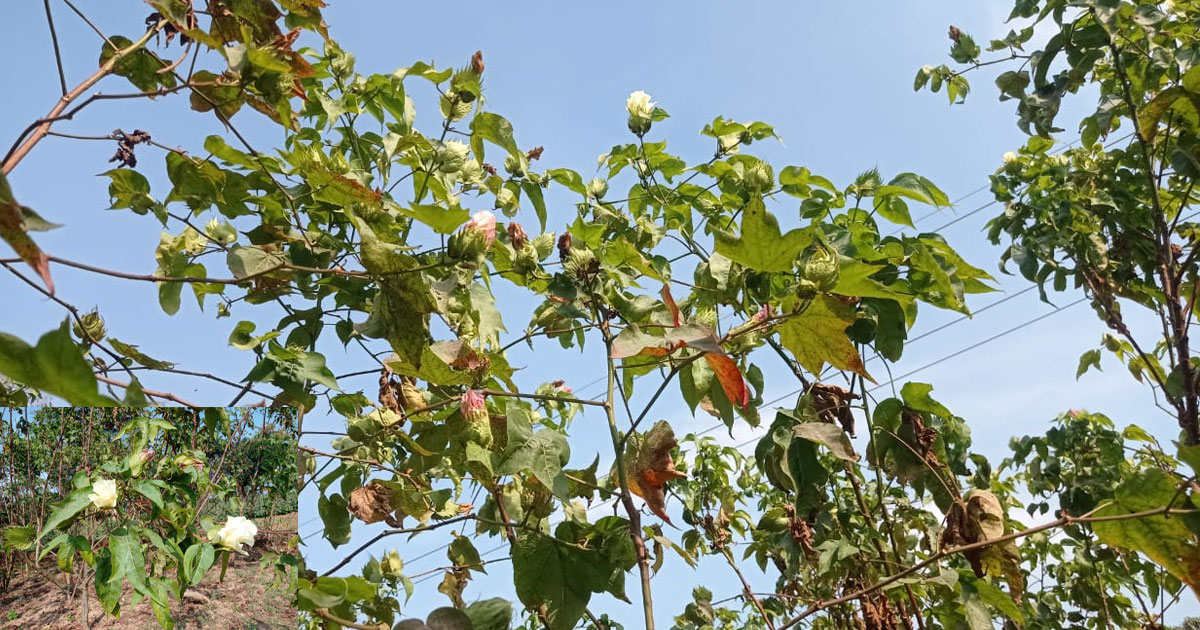 গাজীপুরে ফুটে উঠল ফুটি কার্পাস:  মসলিন পুনরুদ্ধারে আলো দেখছেন গবেষকরা