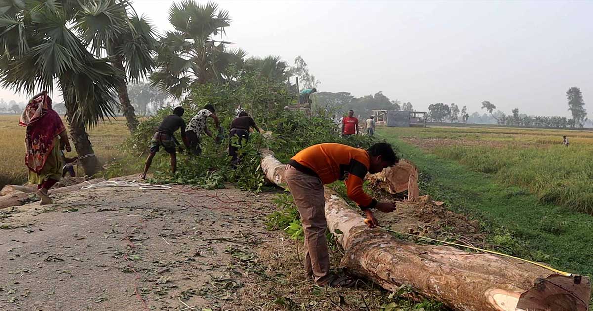 নওগাঁয় ঔষধি অর্জুনসহ কাটা হচ্ছে বিভিন্ন গাছ