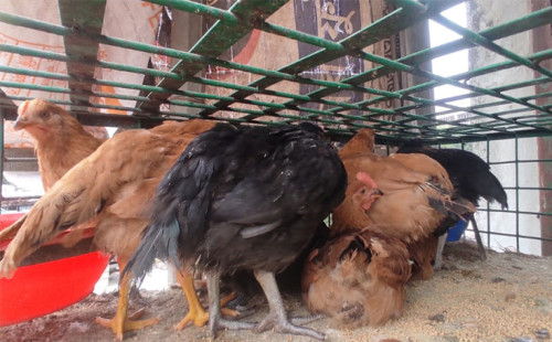 বেড়েছে মুরগির দাম, সবজির দামও ৬০-৭০ টাকার উপরে