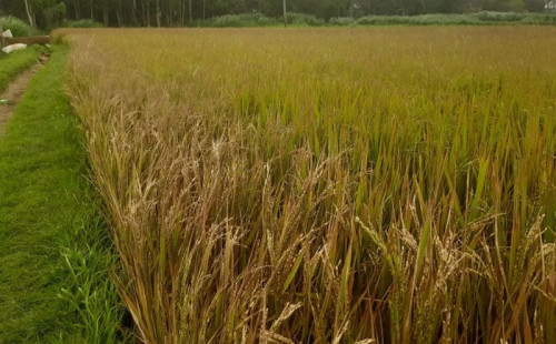 ইটভাটার বিষাক্ত গ্যাসে পুড়ল কৃষকের স্বপ্ন