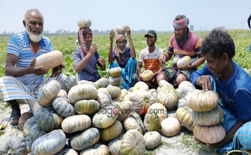 বালুচরে মিষ্টি কুমড়া চাষ, ফলনে খুশি কৃষক