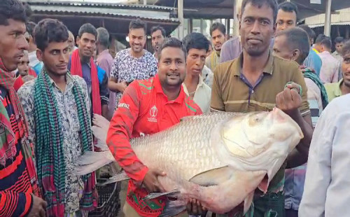 এক কাতলের দাম ৫২ হাজার