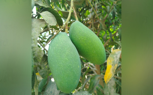 জিআই পণ্যের তালিকায় নওগাঁর নাক ফজলি আম