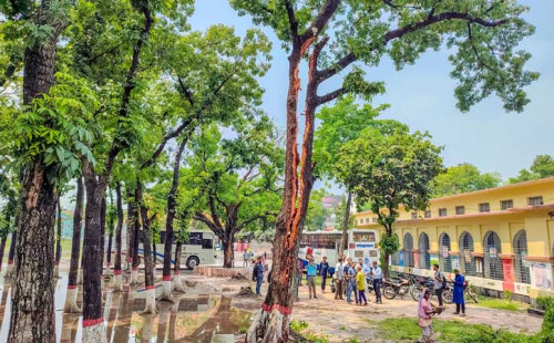 বজ্রপাতে দ্বিখণ্ডিত গাছ
