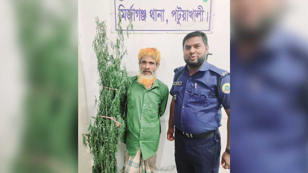 পাট খেতে গাঁজা চাষ