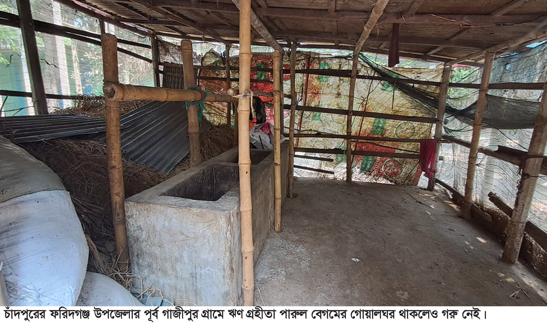 দুধ উৎপাদনের নামে ঋণ কেলেঙ্কারি: ফরিদগঞ্জে প্রকল্পের টাকা গেল কোরবানির পশুতে