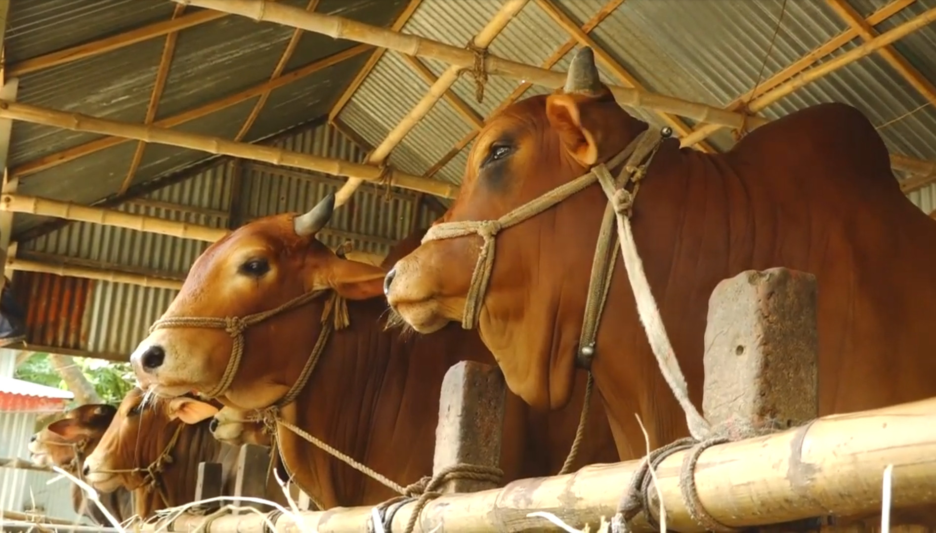 সিরাজগঞ্জ : ঈদ-উল-আযহাকে সামনে রেখে চলছে ষাড় মোটাতাজাকরন