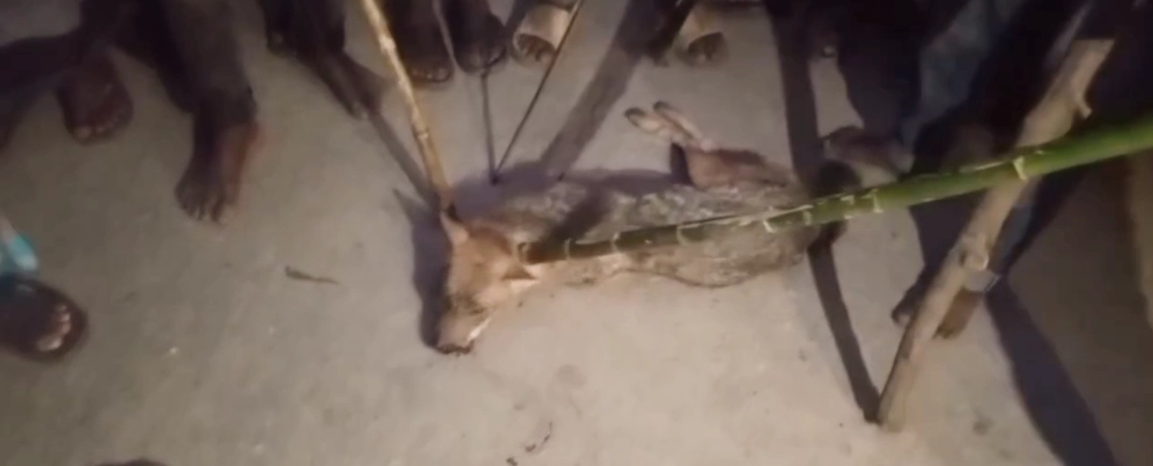 ভারতীয় হায়েনার হানায় ঠাকুরগাঁওয়ে আহত অন্তত ১১