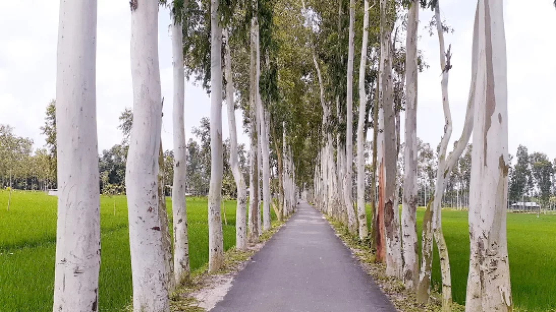 ইউক্যালিপটাস গাছের চারা রোপণ, উত্তোলন ও বিক্রয় নিষিদ্ধ
