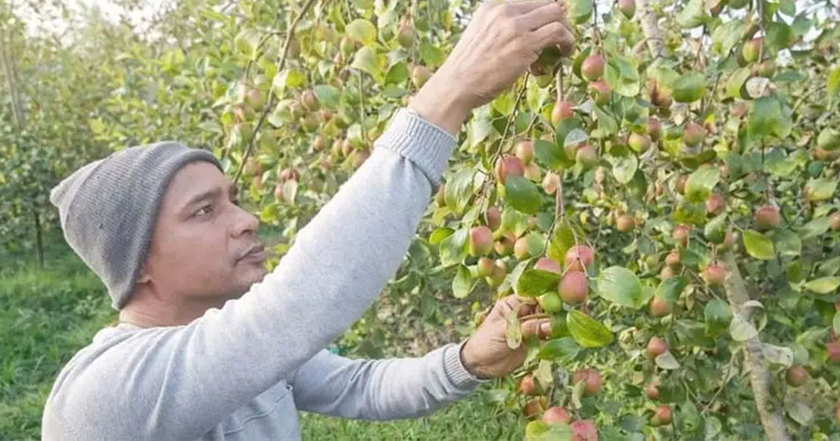 মাগুরায় বরই চাষে শিক্ষকের সফলতা