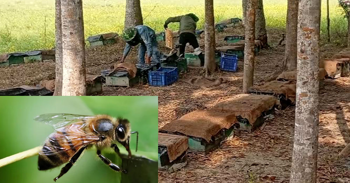কুয়াশায় মৌমাছিরা বের হচ্ছে না, লোকসানের মুখে নড়াইলের মধুচাষিরা