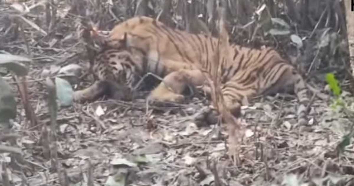 সুন্দরবনে হরিণ শিকারের ফাঁদে পড়া বাঘ উদ্ধার