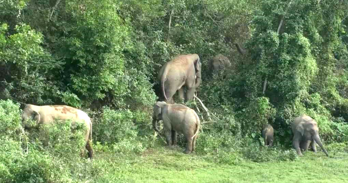 শেরপুর গারো পাহাড়ে বন্যহাতির আক্রমণে বৃদ্ধ নিহত