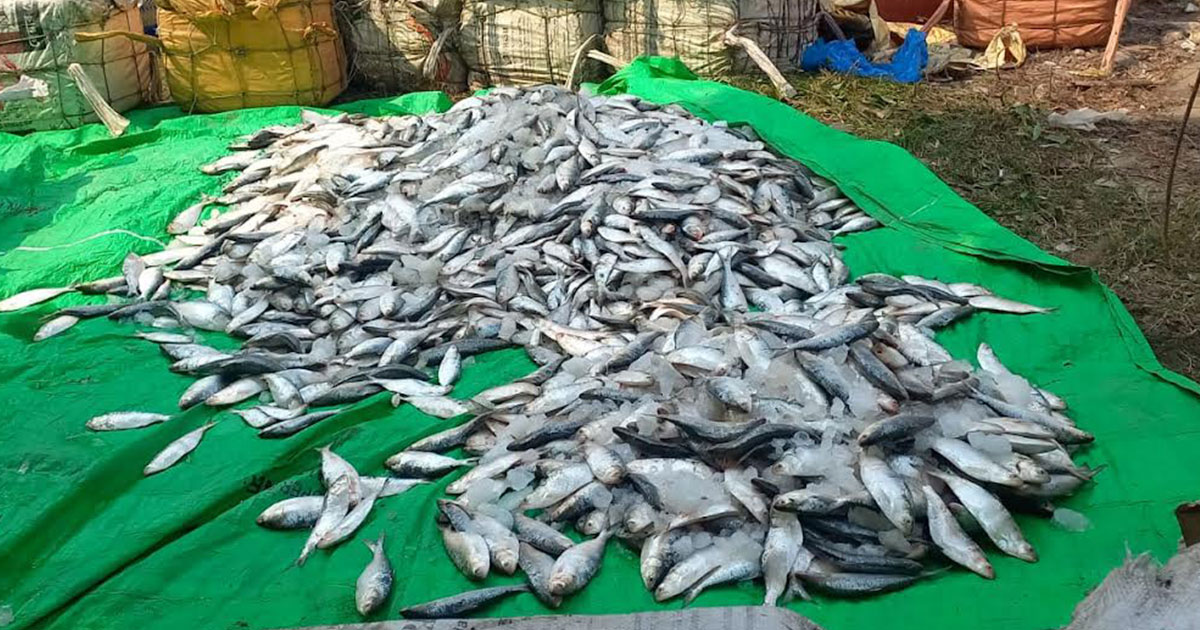 নোয়াখালীতে ২৫০০ কেজি জাটকা ইলিশ জব্দ