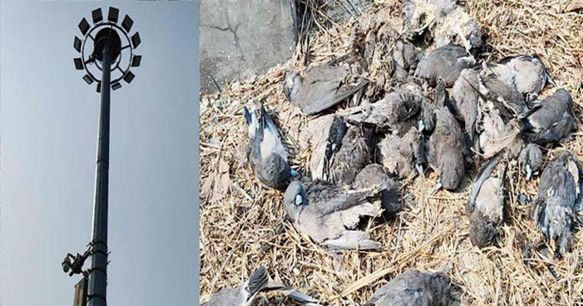 বেনাপোল কার্গো ইয়ার্ড টার্মিনালে বিদ্যুৎ শকে অসংখ্য অতিথি পাখির মৃত্যু