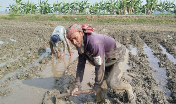 শার্শায় শেষ মুহূর্তে বোরো ধান রোপনের ধুম