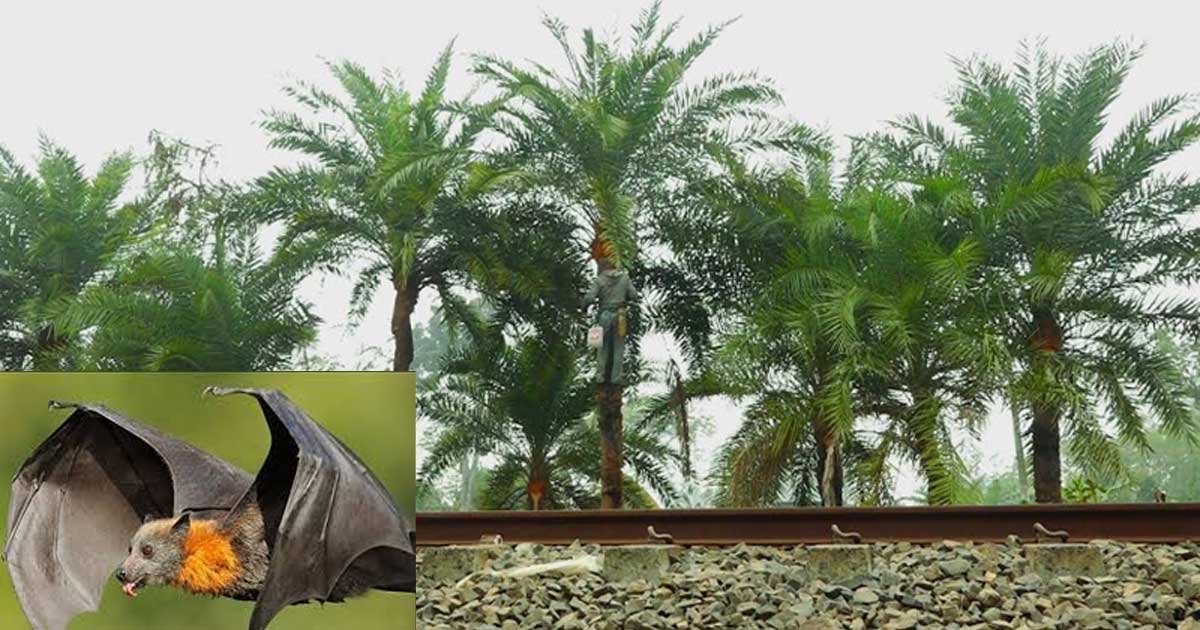 নওগাঁয় নিপাহ ভাইরাসে আক্রান্ত হয়ে নারীর মৃত্যু
