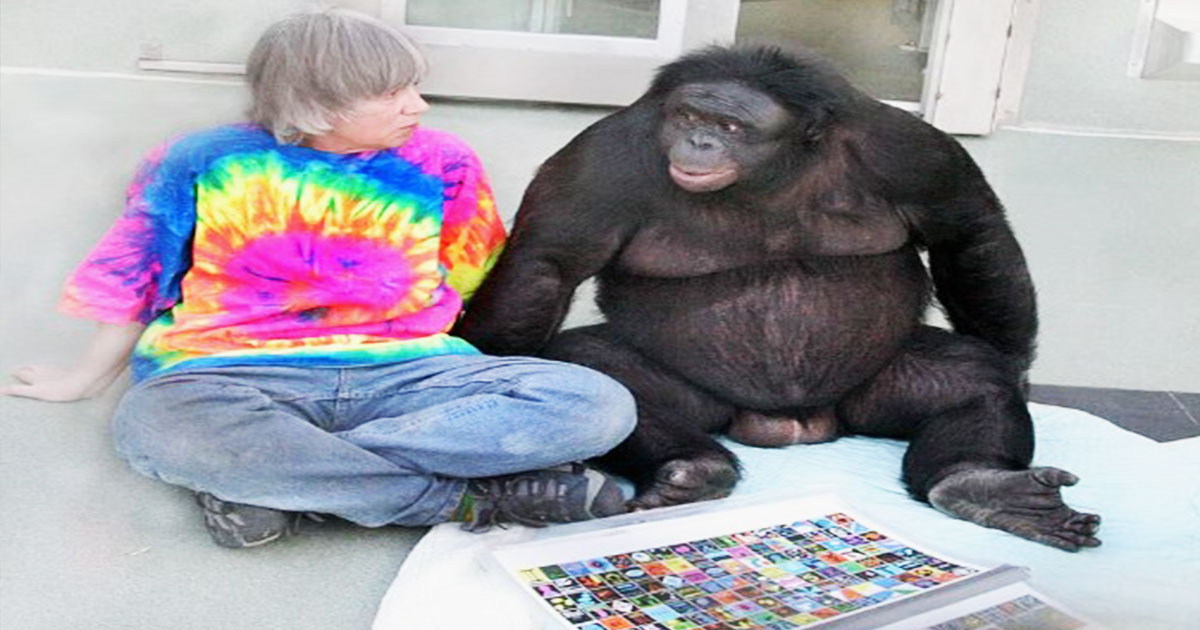 মানুষ ছাড়া প্রথমবার বোনোবোর মধ্যে মিলল কল্পনাশক্তির প্রমাণ