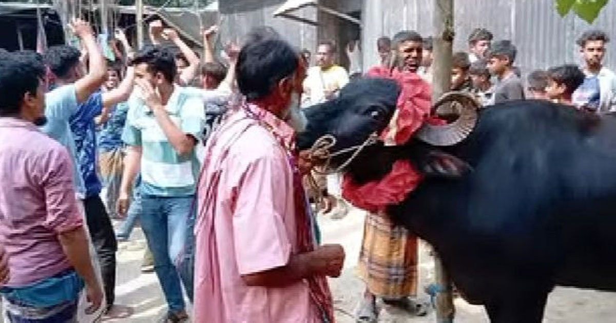 শেরপুর-২ ধানের শীষ জেতায় বাজির মহিষ নিয়ে বাড়ি ফিরলেন মান্নান