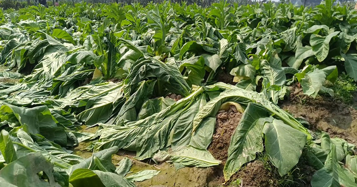 ঝিনাইদহে কৃষকের তামাক ক্ষেত কেটে দিল দুর্বৃত্তরা