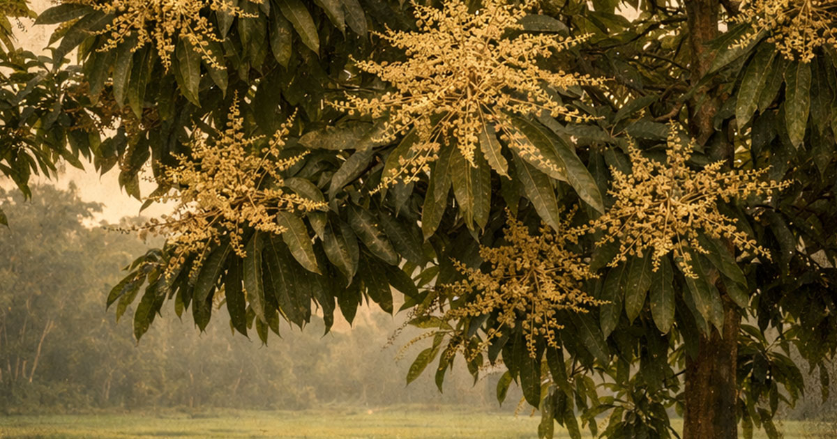 আম্র মুকুলে সুবাসিত কালিহাতীর চারদিক