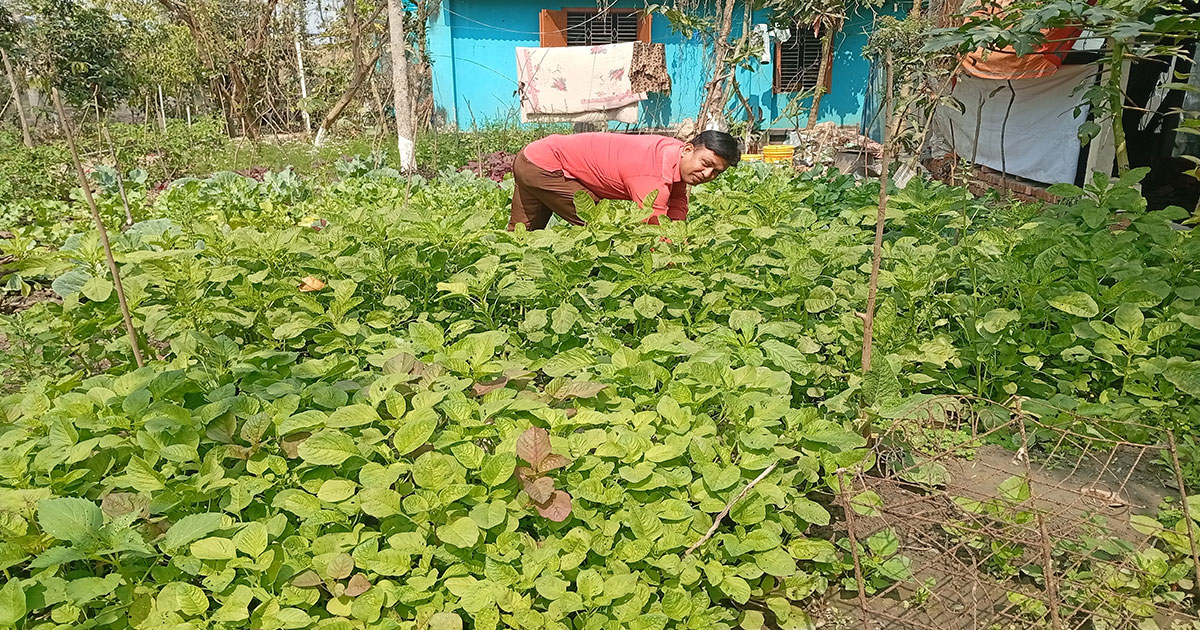 নড়াইলে পুষ্টির চাহিদা মেটাতে বিষমুক্ত শাক-সবজি ও ফলের বাগান