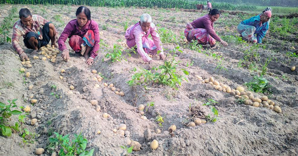 ঠাকুরগাঁওয়ে আলুর কেজি ৩ টাকা, দিশেহারা কৃষক