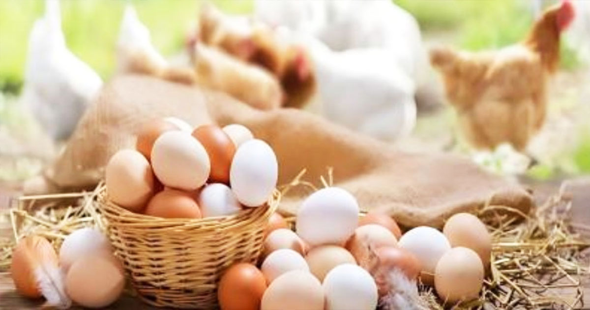বাংলাদেশসহ ৪০ দেশের ডিম-মুরগিতে নিষেধাজ্ঞা জারি করল সৌদি