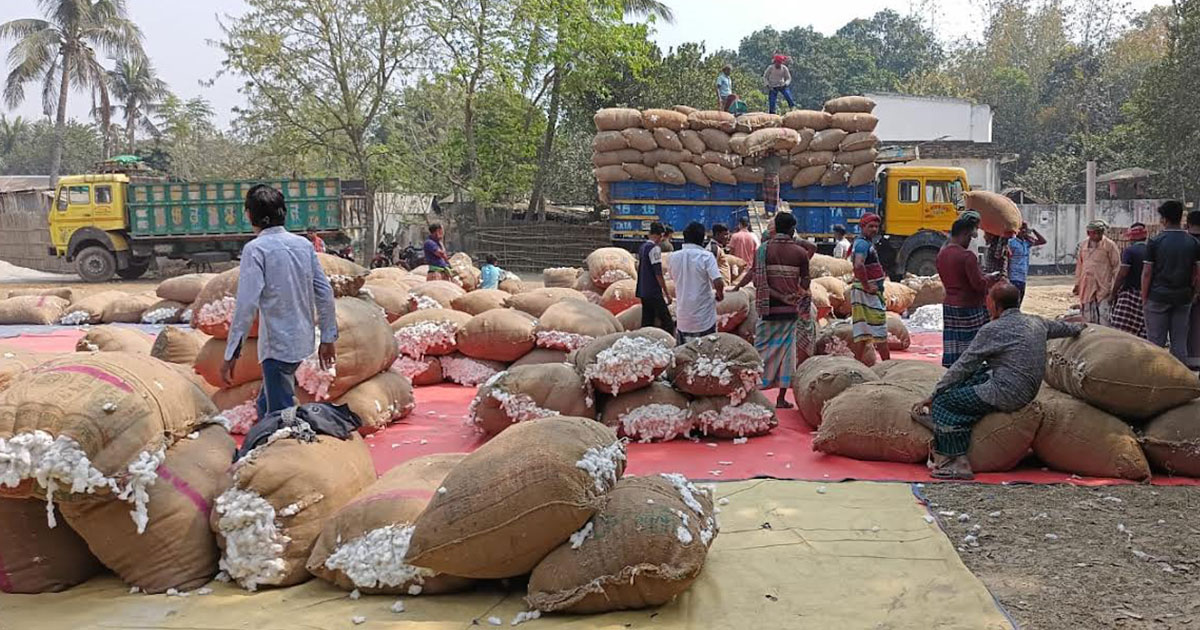দৌলতপুরে তুলা চাষে সাফল্য এলেও দাম নিয়ে হতাশ কৃষকরা