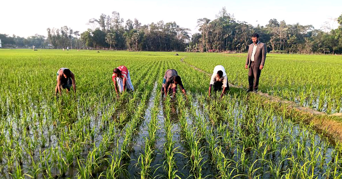 ফেনীর দাগনভূঞায় বোরো রোপণে ব্যস্ত সময় পার করছে কৃষকরা