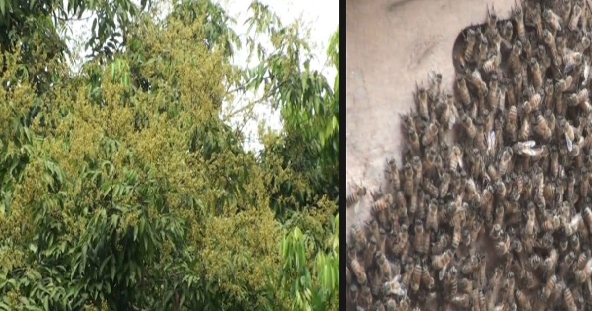 লিচু বাগানে মৌমাছির গুঞ্জন,বাড়ছে মধু উৎপাদন ও ফলনের সম্ভাবনা