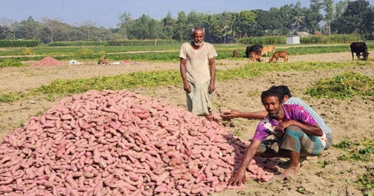 যমুনার চরে এখন সবুজের সমারোহ