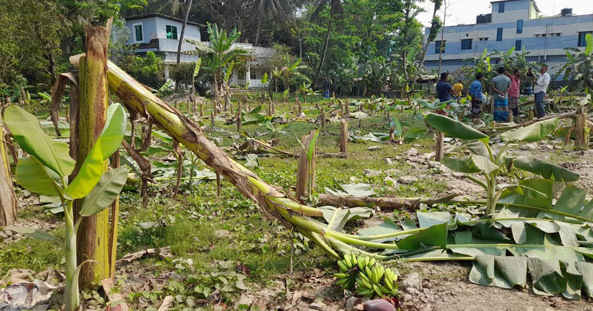 শত্রুতার জের ২০০ কলাগাছ কেটে নষ্ট করলো প্রতিবেশি