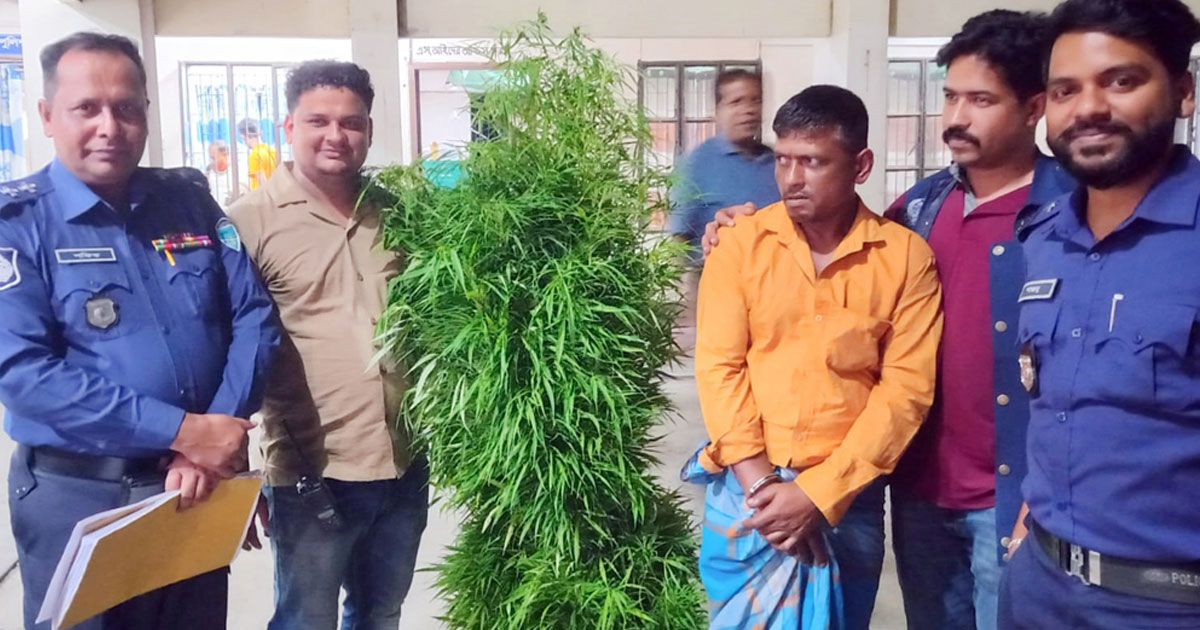 শয়তানে পাইছে, তাই গাঁজা চাষ করতে গেছি