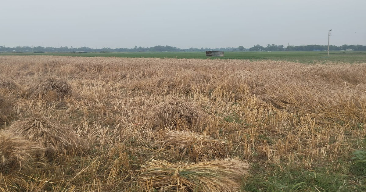 আওয়ামী লীগ নেতার বাঁধায় জমির ফসল ঘরে তুলতে পারছে না কৃষক