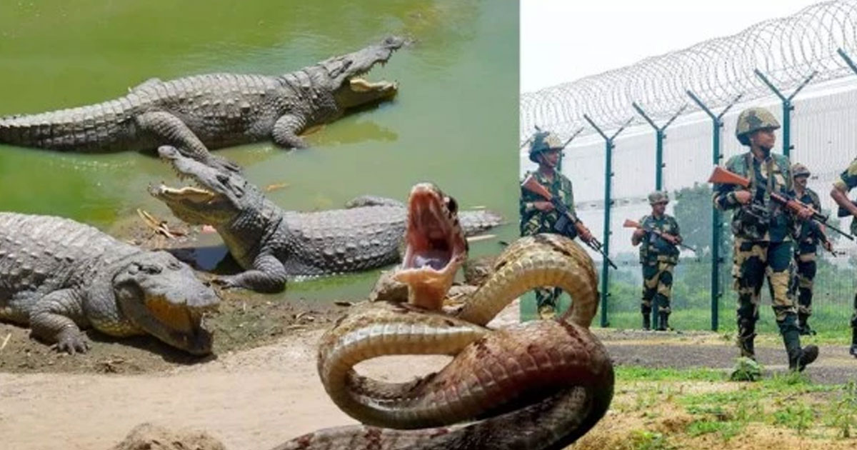সীমান্তে নিরাপত্তায় সাপ–কুমির ছাড়ার ভাবনা ভারতের