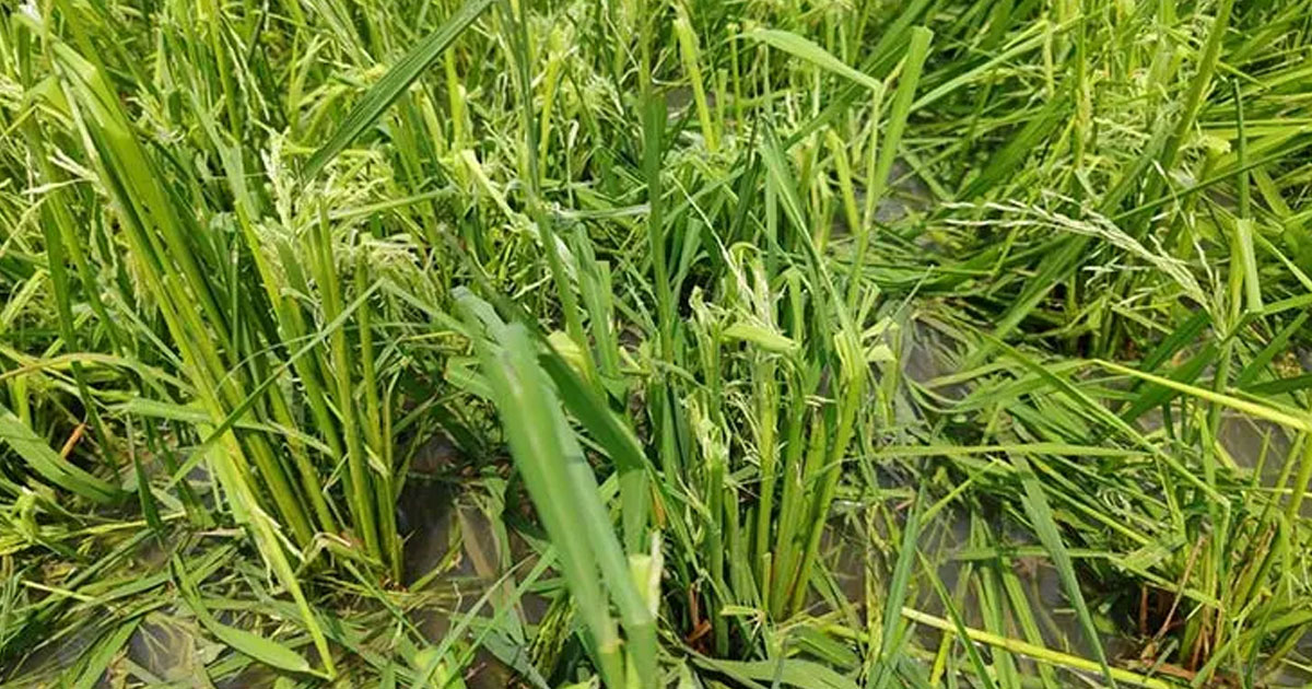 দিনাজপুরে শিলাবৃষ্টির তাণ্ডবে ৫ হাজার হেক্টর জমির ফসলের ক্ষতি