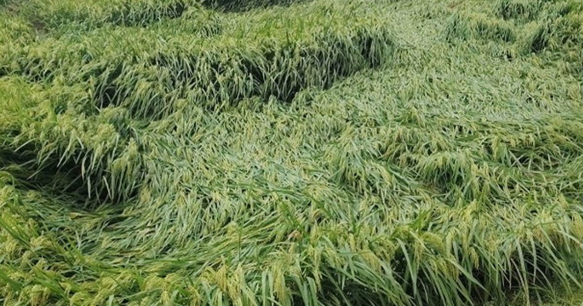 কেশবপুরে ঘূর্ণিঝড়ের আঘাতে লন্ডভন্ড ধানক্ষেত