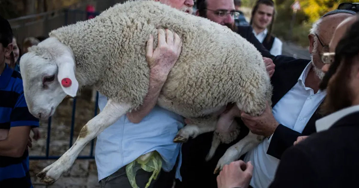 আল-আকসায় ১৯৬৭ সালের পর সর্বোচ্চ পশু বলির চেষ্টা ইহুদিদের
